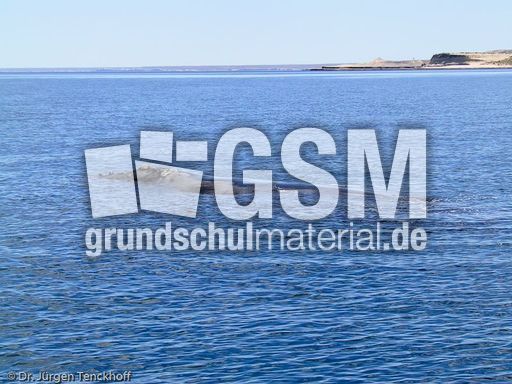 Buckelwal (1 von 57).jpg